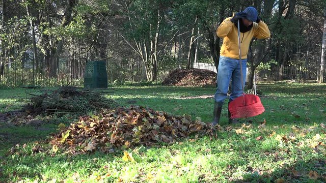 Gardener in warm clothes prepare autumn leaves form compost in backyard. 4K