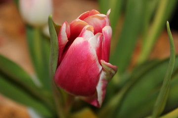 Tulpen als Farbtupfer