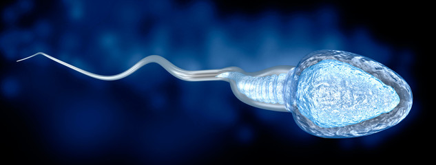 Sperm illustration, Medically accurate 3D illustration