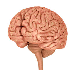 Human brain 3D model, isolated on white. Medically accurate 3D illustration