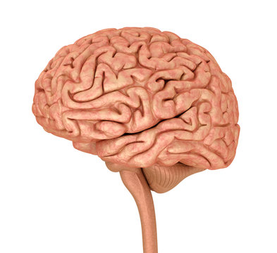 Human brain 3D model, isolated on white. Medically accurate 3D illustration