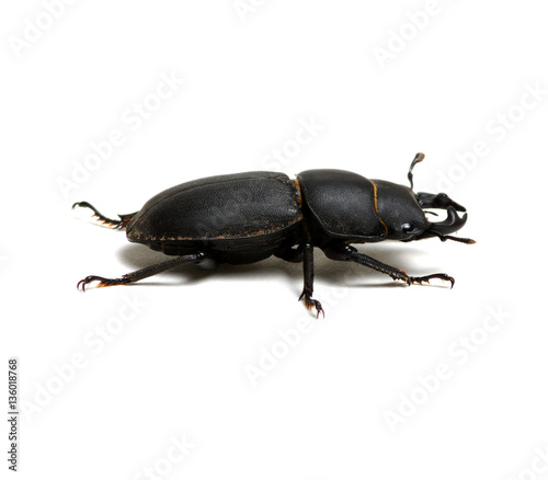 Black beetle mp3 download free download