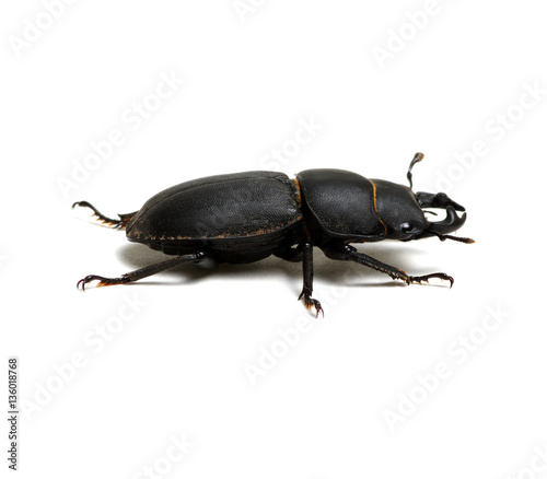 Black Beetle Mp3 Download Free Digitalsm