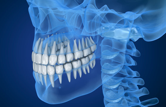 Transparent scull and teeth , xray view . 3D illustration . 
