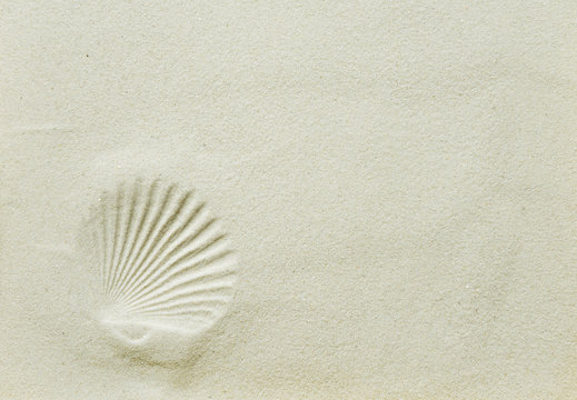 Imprint of shells on the sea sand