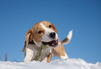 Dog Beagle on a walk and running around playing in the snow 