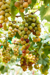 Branches of red wine grapes growing . Close up view of fresh red wine grape Vineyard view with big red grape growing. Natural grapevine