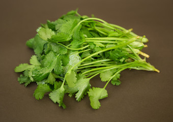 cilantro