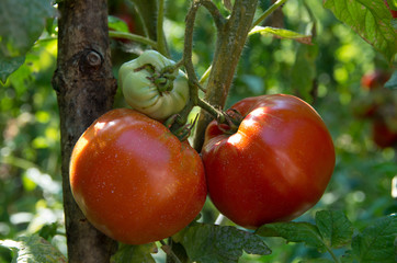 Tomatoes. Environmentally friendly products. Growing tomatoes on a domestic garden. Ripening vegetables in a home garden.  Blurred background.