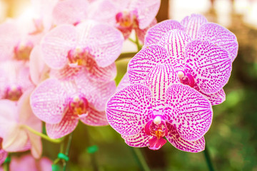 Orchids flowers and green leaves background in garden. Orchids is considered the queen of flowers in Thailand.
