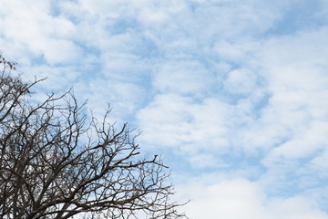 Cloudy blue sky behind tree branches