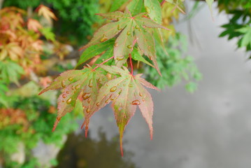 Central Civic Center