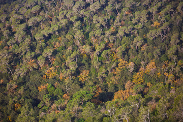 The forest on Tibidabo hill, view from above