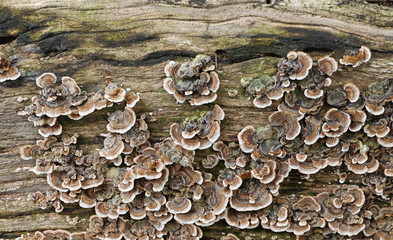 Fungus colony on flat wooden background surface - the colorful fungi grow on the dead wood, naturally recycling it. An organic and natural background texture / pattern.
