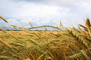 Obraz premium wheat field