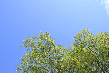 Green leaf and blue sky