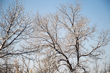 winter snow weather on forest with tree branch in light of street lamp useful for background