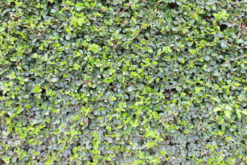 Green leak wall