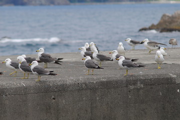 Iwate County Morioka City