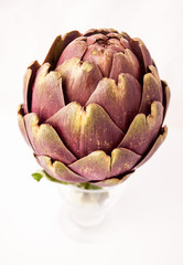 Fototapeta premium fresh artichoke on a white background.
