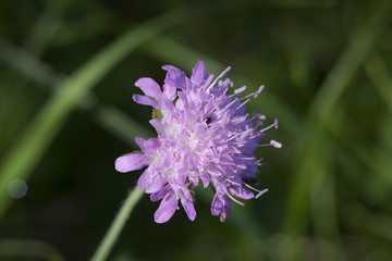 Wiesen - Witwenblume