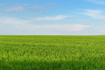 Bright sky and green grass. Skyline.