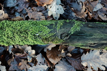 Tronc d'arbre recouvert de mousse