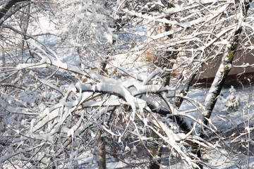 winter snow weather on forest with tree branch in light of street lamp useful for background