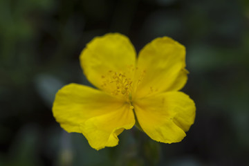 Alpen - Sonnenroeschen