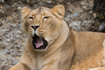 Obraz na płótnie Canvas Portrait of a tired female lion yawning