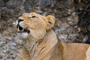 Obraz na płótnie Canvas Portrait of a natural female lion showing teeth