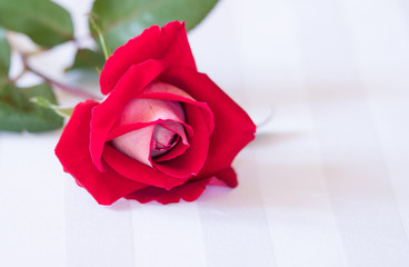 Red Rose on white bed sheet