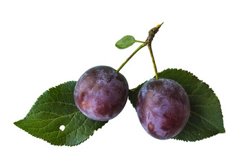 Plum blackenning