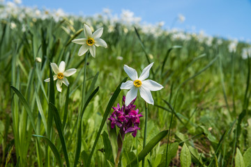 Obraz na płótnie Canvas White narcissus flowers on meadow