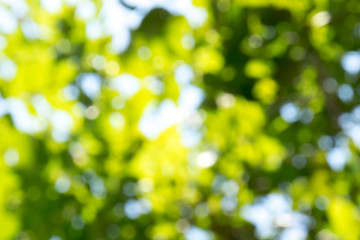 Fototapeta premium Green tree and sunlight abstract blur background style