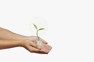 hand holding and giving bulb of green tree isolated on white background, concept in save energy, power and world by plant