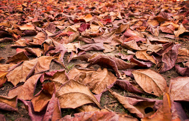 Pile of Dry leaf on floor  in autumn