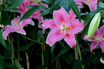 colorful lilly flower