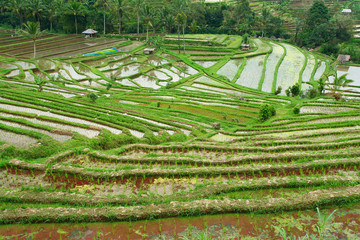 View of rice fields on the Indonesian island Bali 

