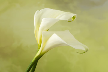 Arum Calla flowers