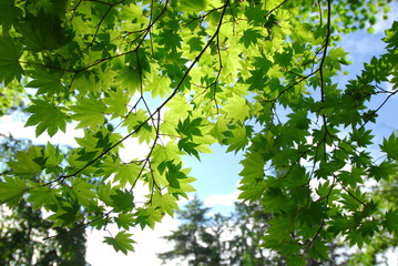 Kakunodate Samurai Residences Museum