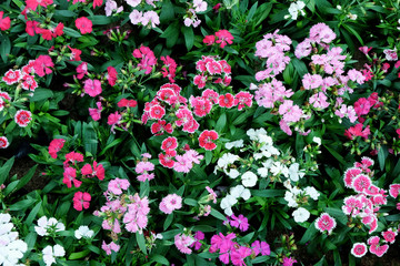 Fototapeta premium colorful flower background