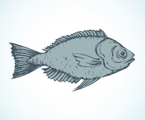 Hand drawn sketch fish. Vector illustration