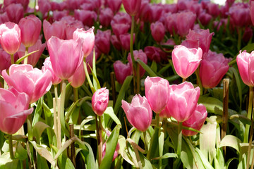 coloful tulip flower background