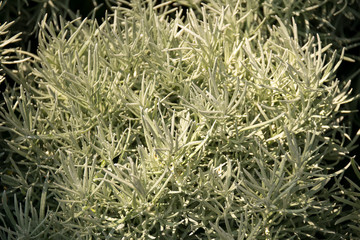 Close up herb leaf - Rosemary  or Rosmarinus officinalis