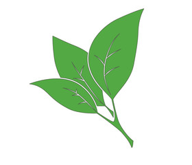 Fototapeta premium Green branch with leaves