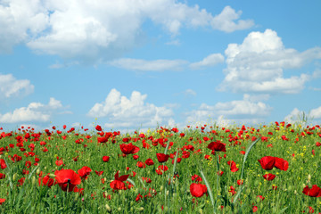 Fototapeta na wymiar poppies flower meadow spring season