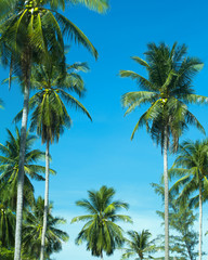 Fototapeta na wymiar palm trees