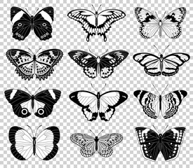 Vector butterfly illustrations