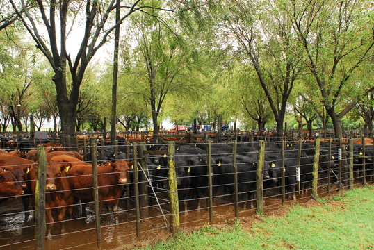 venta de ganado vacuno en remate feria